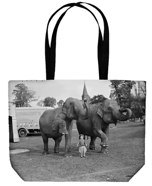 Elephants from the circus are lead by a little girl for a walk in Foots Cray ( Performing