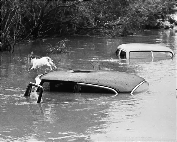Cat Leap to Safety - Three Rivers, Texas - 26 September 1967 A cat who spent three