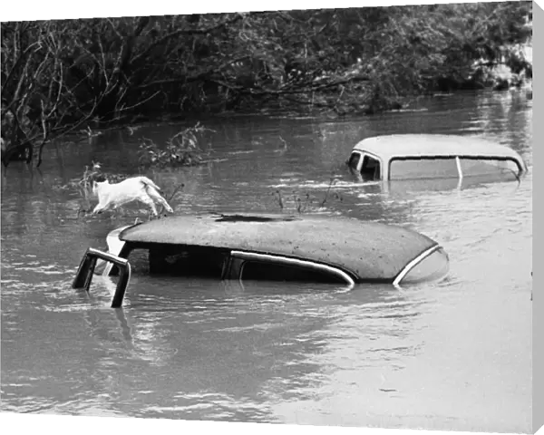 Cat Leap to Safety - Three Rivers, Texas - 26 September 1967 A cat who spent three