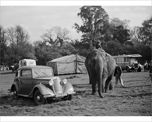 Elephants from the circus are ridden by a little girl for a walk in Foots Cray