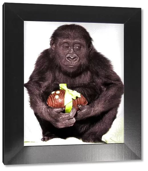Gorilla with easter egg
