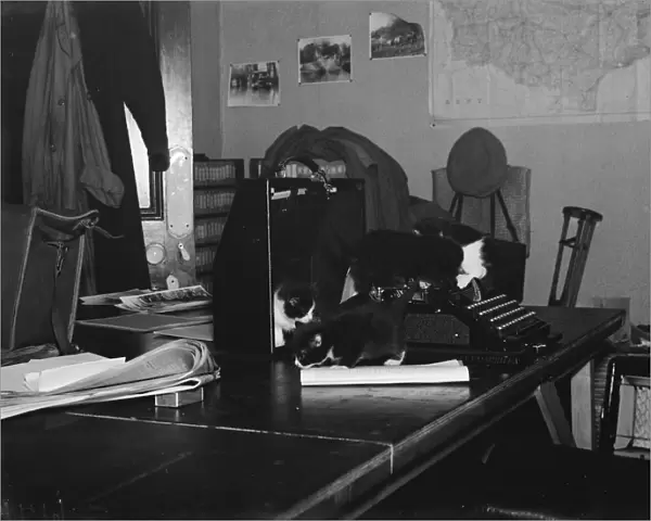 Kittens on a typewriter in an office. 1937