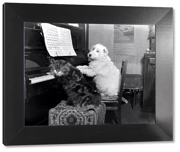 Dog and cat playing the piano
