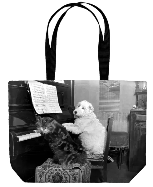 Dog and cat playing the piano