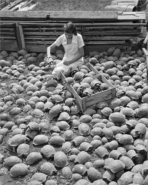 A girl packing a crate of tortoises for dispatch from the Alperton, Middlesex farm