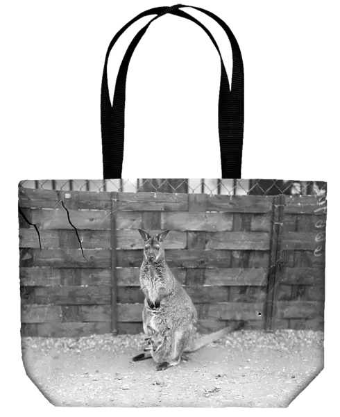 The four months old Wallaby peers from his mothers pouch at his strange surroundings