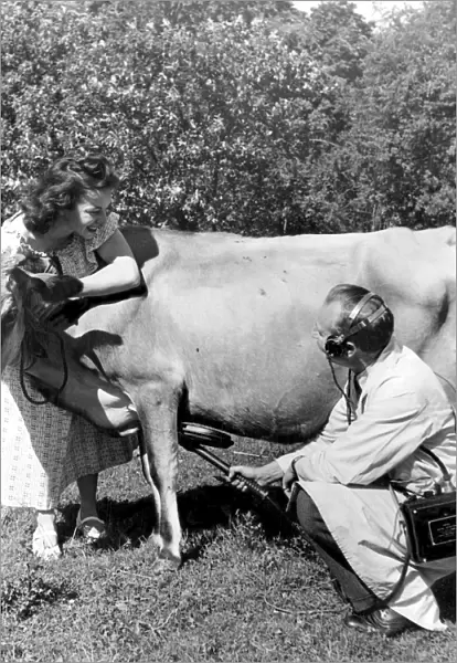 Brightling tests a cow, if she has swallowed bits of wire while grazing, he will