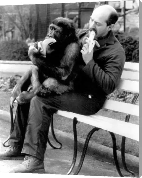 Man with chimpanzee sitting on his lap, both eating bananas