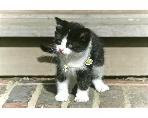 Black and white kitten wearing a daisy chain around his neck credit: Marie-Louise