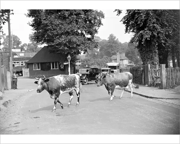 Traffic hold-up by cows crossing a road in Chislehurst, Kent. 1934