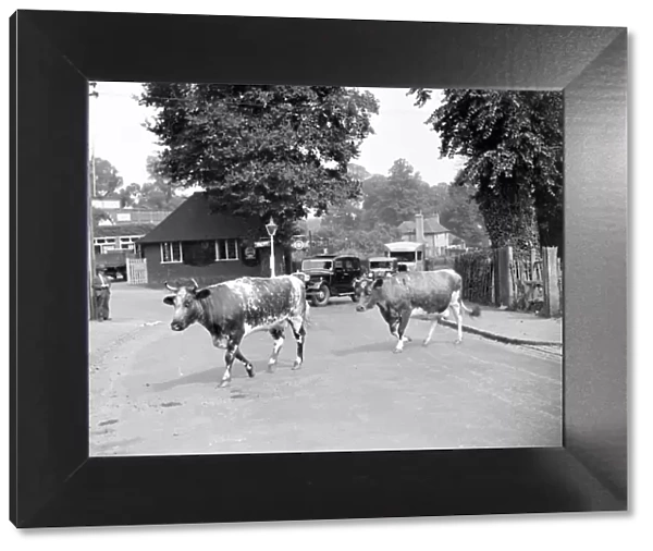 Traffic hold-up by cows crossing a road in Chislehurst, Kent. 1934