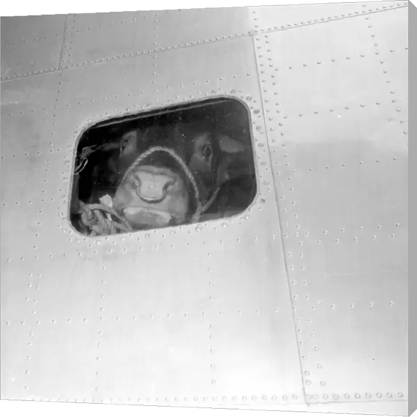 Bull in aeroplane. 10 June 1959