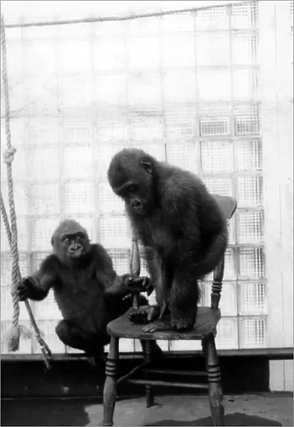 Thats no way to use a chair, dear, gorilla Josephine (left) seems