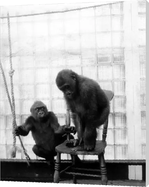 Thats no way to use a chair, dear, gorilla Josephine (left) seems