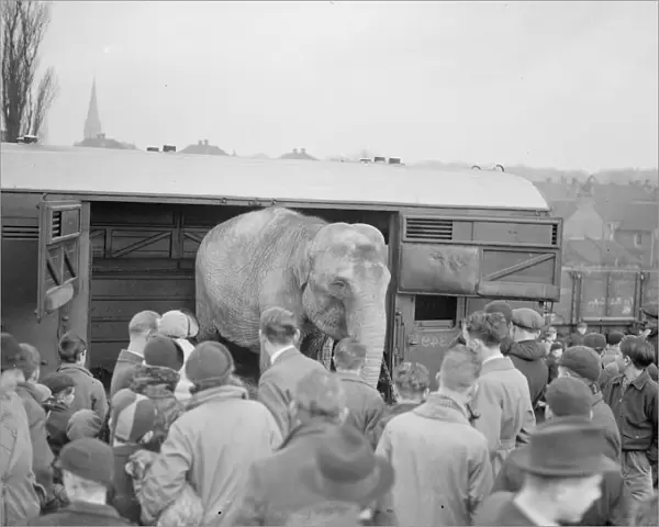 Circus elephants, (unloading) Bexley. 1938