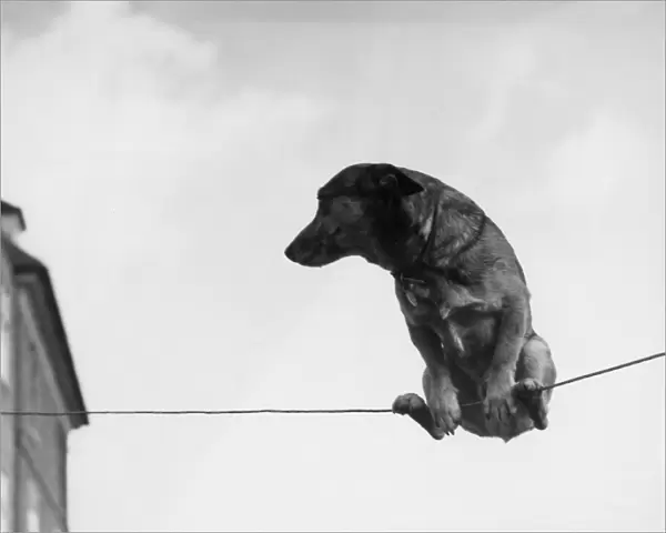A performing dog on a wire