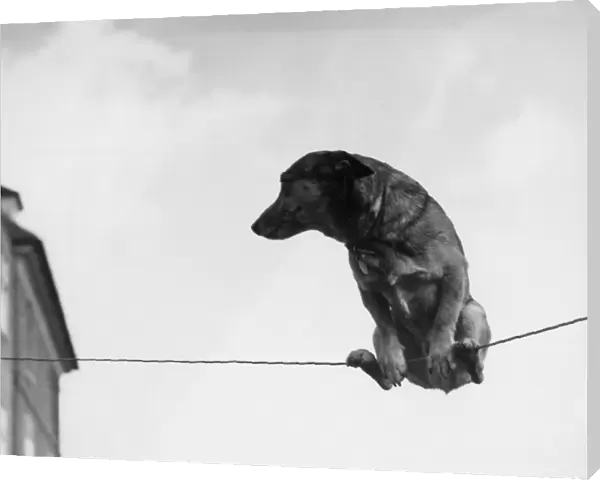 A performing dog on a wire