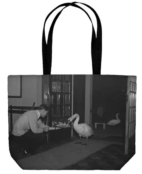 Swans fed inside the golf club. 21 October 1937