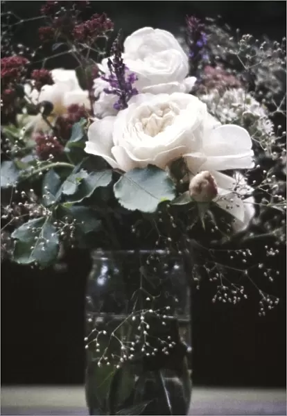 Old fashioned posy of full blown roses and gypsophila aganst dark background credit