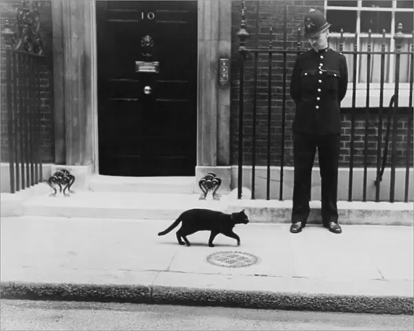 Famous lucky black cat strolls passed Number 10 Downing Street during the European Crisis