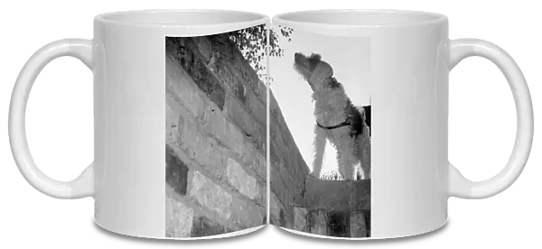 Dog with his ears bandaged against the noise of the bombs goes down into the air