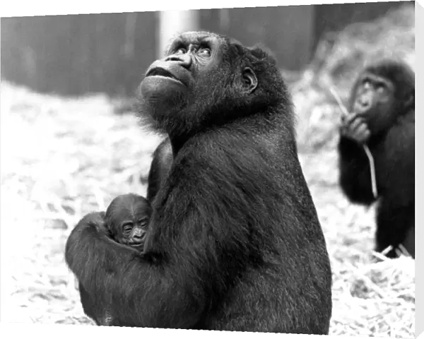 Young mother Shumba cradles her male offspring, named Kishum, who was the first arrival