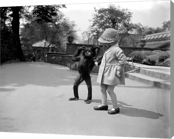 Sally the spider monkey takes a walk with a little girl at London zoo