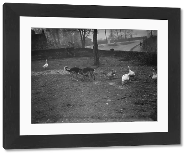 Alsations and geese playing. 1936