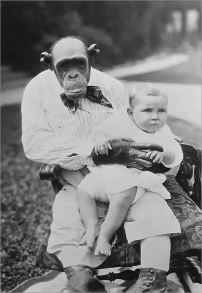 The nurse chimpanzee. Snooky, said to be the most human - like chimpanzee