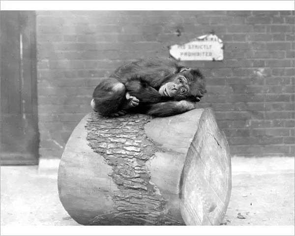 At the zoo West African chimpanzee 19 May 1925