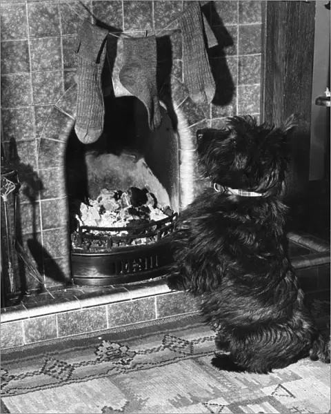 Scottie dog guards the chimney on Christmas Eve. Lets hope he ll allow Santa