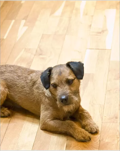 Small brown terrier lying on hardwood strip floor wistfully waiting for food credit