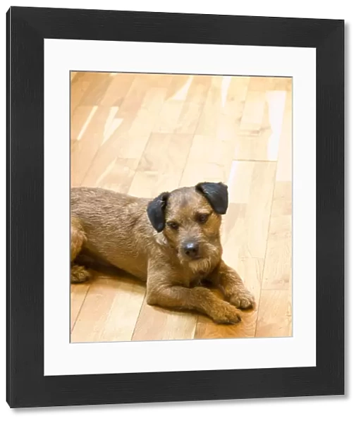Small brown terrier lying on hardwood strip floor wistfully waiting for food credit