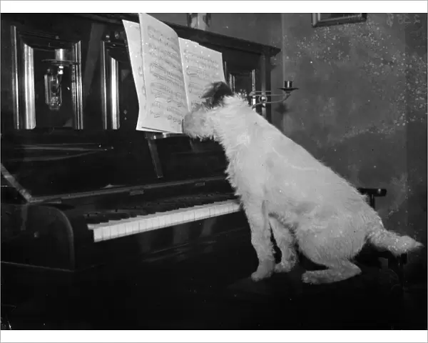 Dog ( Cinders ) sitting at piano. 1935