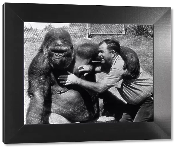 Bob Noell tickling a gorilla. 18 April 1968