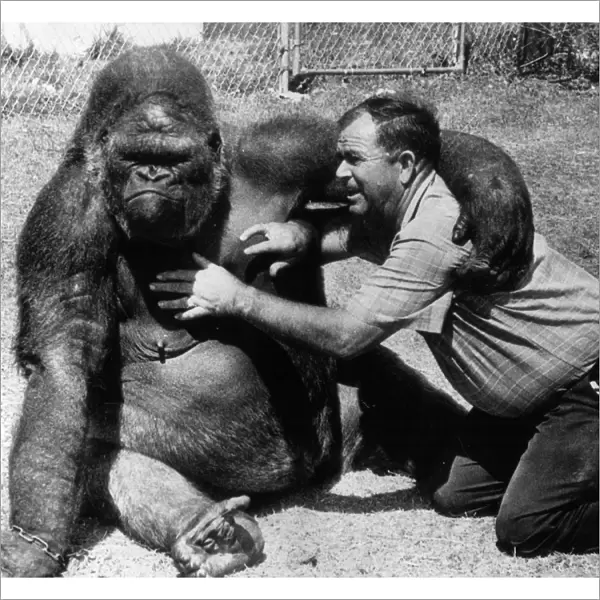 Bob Noell tickling a gorilla. 18 April 1968