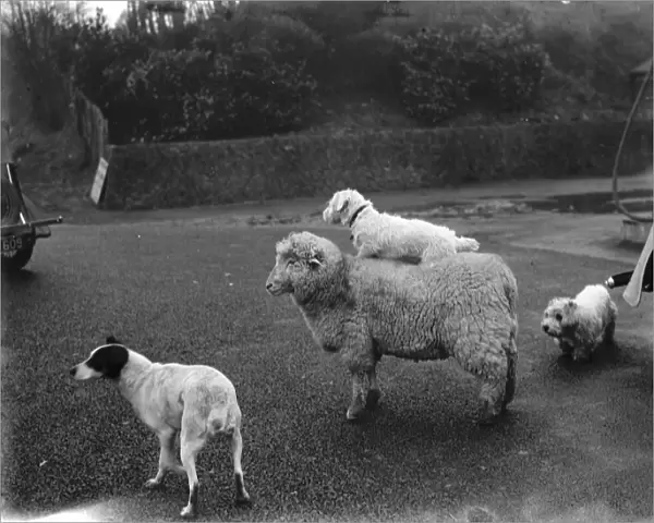 A ewe with a dog on her back in West Malling. 1937