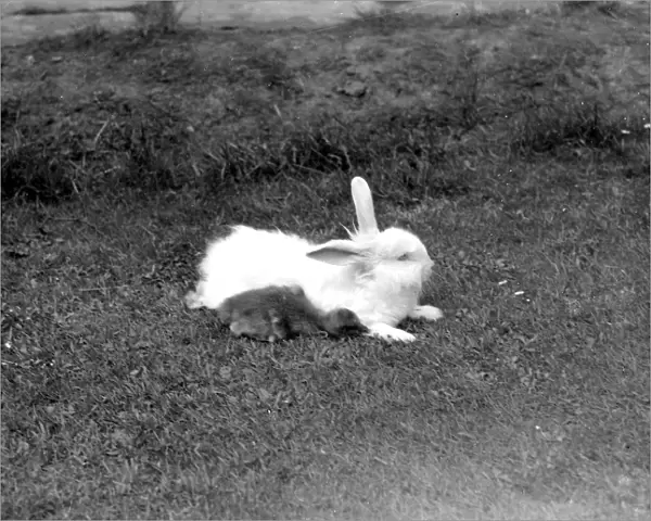 Duckling and Rabbit. 1934