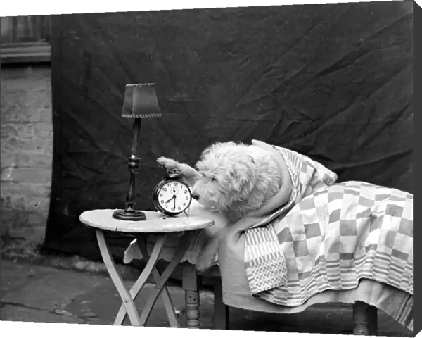 Dog in bed with alarm clock. 1932