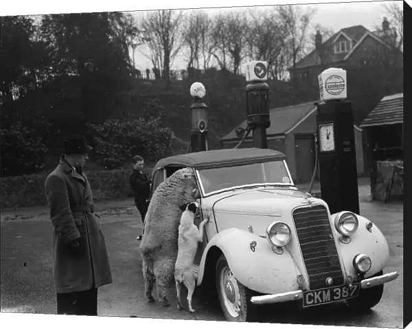 A ewe with her dog friend climb in the window of a sports car in West Malling. 1937