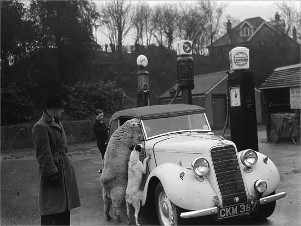 A ewe with her dog friend climb in the window of a sports car in West Malling. 1937