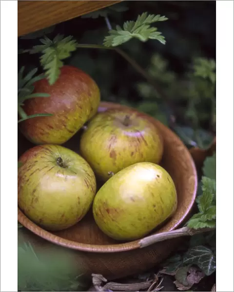 Four coxs apples in wooden bowl in picnic seting outdoors credit: Marie-Louise