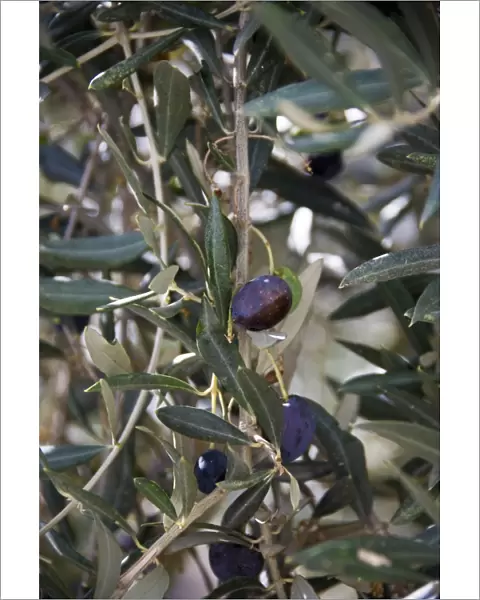 Olives ripening on trees in southern Cyprus credit: Marie-Louise Avery  /  thePictureKitchen