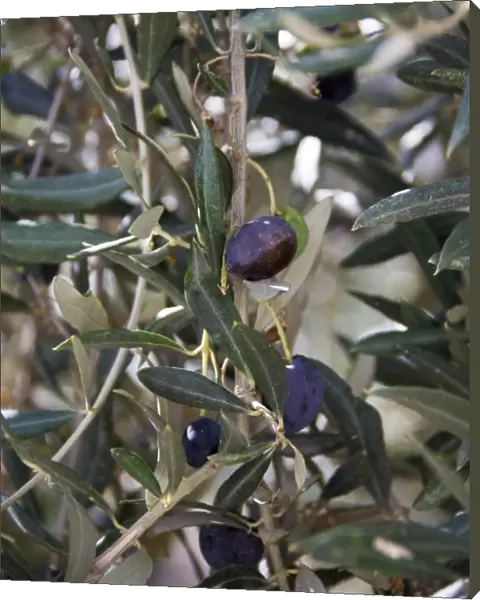 Olives ripening on trees in southern Cyprus credit: Marie-Louise Avery  /  thePictureKitchen