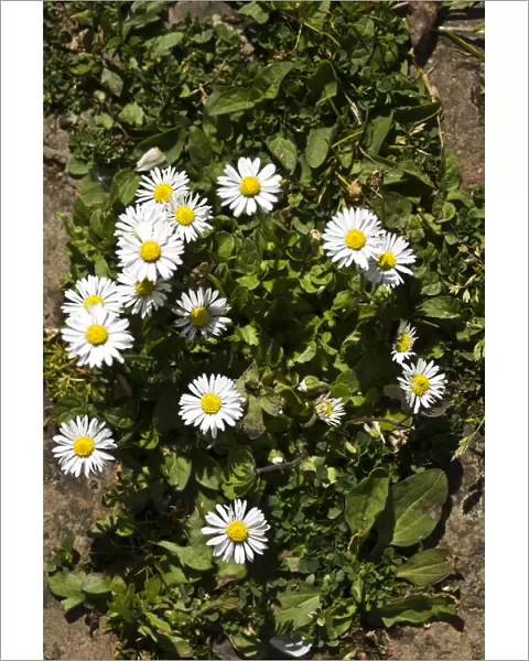 Common daisy on old brick path, Kent UK credit: Marie-Louise Avery  /  thePictureKitchen