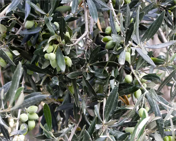 Olives ripening on tree in southern Cyprus credit: Marie-Louise Avery  /  thePictureKitchen