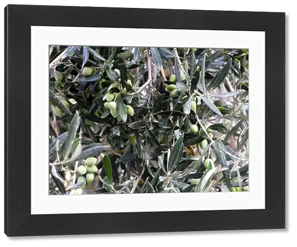 Olives ripening on tree in southern Cyprus credit: Marie-Louise Avery  /  thePictureKitchen