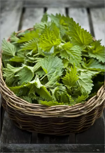 Freshly picked nettles in basket. When picking nettles for cooking only the top sprig