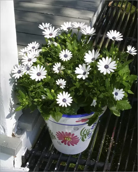 Pot of African daisies on step of summer cottage. Varmland, Sweden credit: Marie-Louise