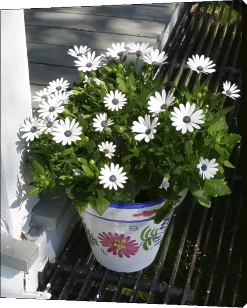 Pot of African daisies on step of summer cottage. Varmland, Sweden credit: Marie-Louise